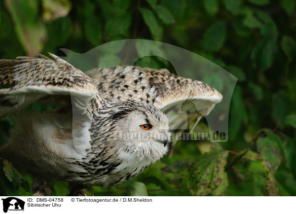 Sibirischer Uhu / siberian eagle owl / DMS-04758