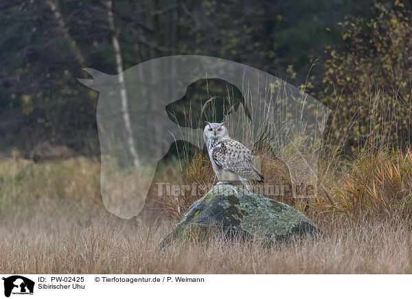 Sibirischer Uhu / PW-02425