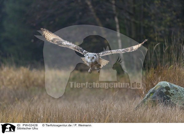 Sibirischer Uhu / Siberian Eagle Owl / PW-02428