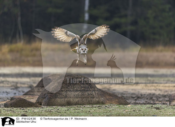 Sibirischer Uhu / Siberian Eagle Owl / PW-02436