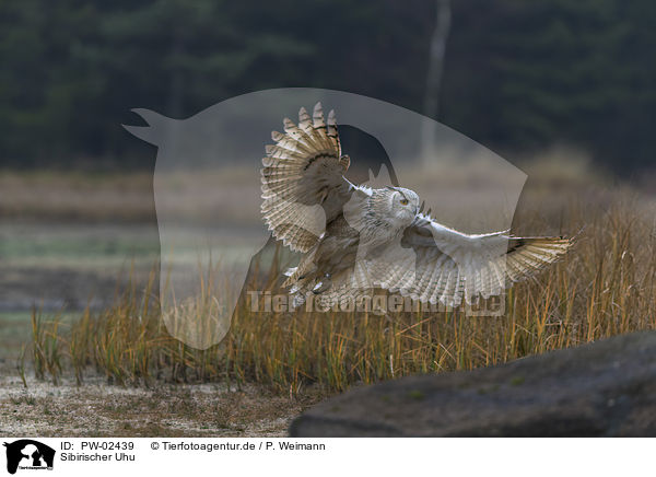 Sibirischer Uhu / Siberian Eagle Owl / PW-02439