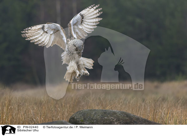 Sibirischer Uhu / Siberian Eagle Owl / PW-02440