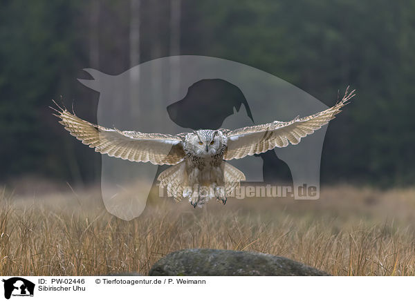 Sibirischer Uhu / Siberian Eagle Owl / PW-02446