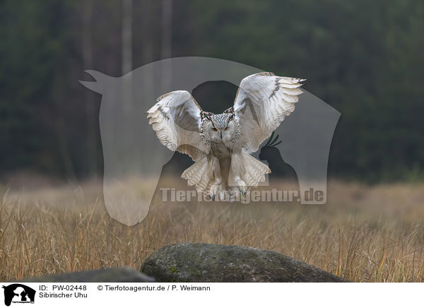 Sibirischer Uhu / Siberian Eagle Owl / PW-02448