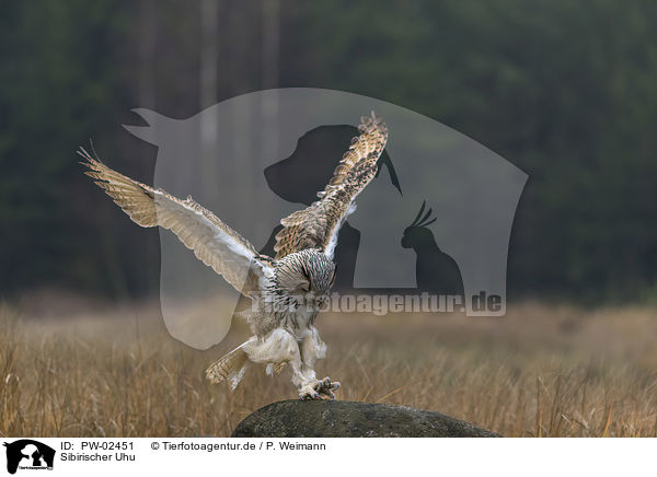 Sibirischer Uhu / Siberian Eagle Owl / PW-02451