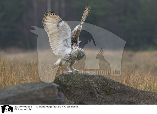 Sibirischer Uhu / Siberian Eagle Owl / PW-02452