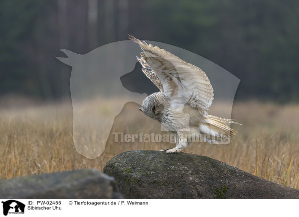 Sibirischer Uhu / Siberian Eagle Owl / PW-02455