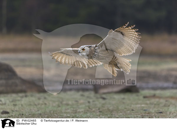 Sibirischer Uhu / PW-02465