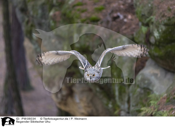 fliegender Sibirischer Uhu / PW-06034