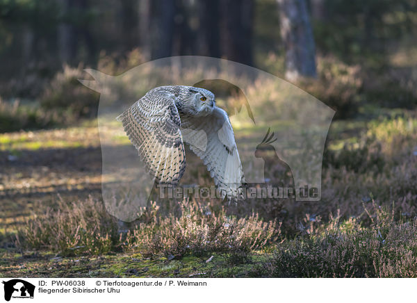 fliegender Sibirischer Uhu / PW-06038