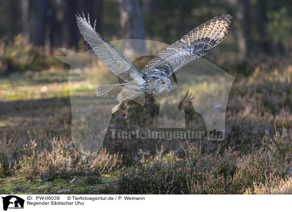 fliegender Sibirischer Uhu / PW-06039
