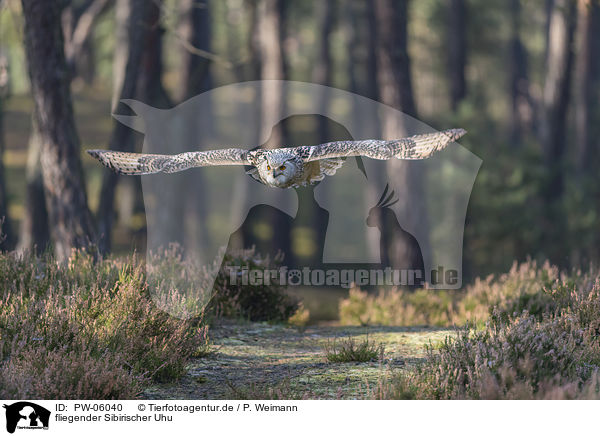 fliegender Sibirischer Uhu / PW-06040