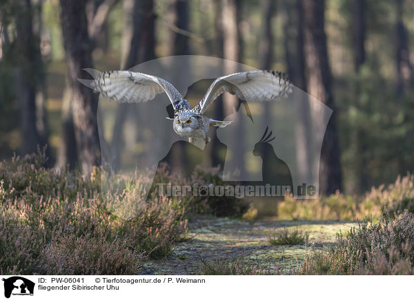 fliegender Sibirischer Uhu / PW-06041