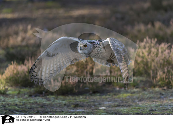 fliegender Sibirischer Uhu / PW-06043