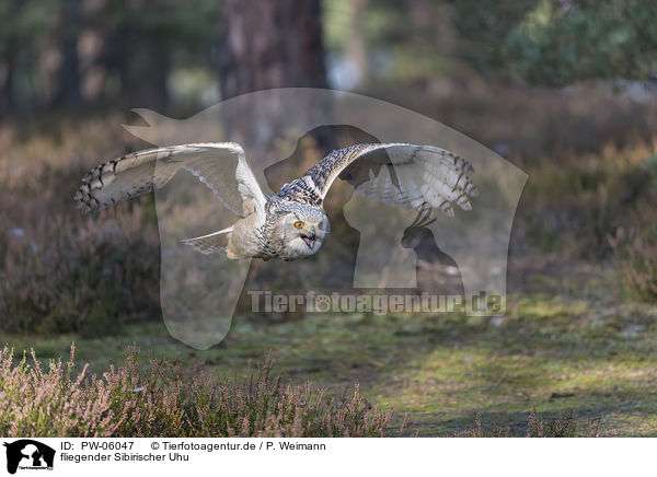 fliegender Sibirischer Uhu / PW-06047