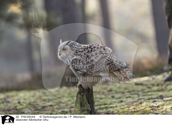 sitzender Sibirischer Uhu / PW-06049