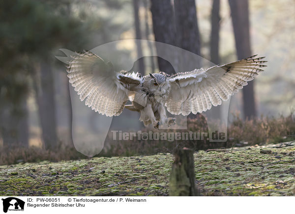 fliegender Sibirischer Uhu / flying siberian egale owl / PW-06051