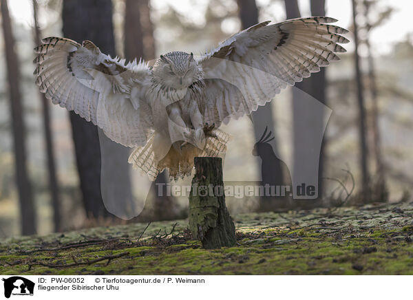 fliegender Sibirischer Uhu / flying siberian egale owl / PW-06052