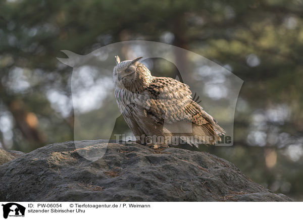 sitzender Sibirischer Uhu / PW-06054