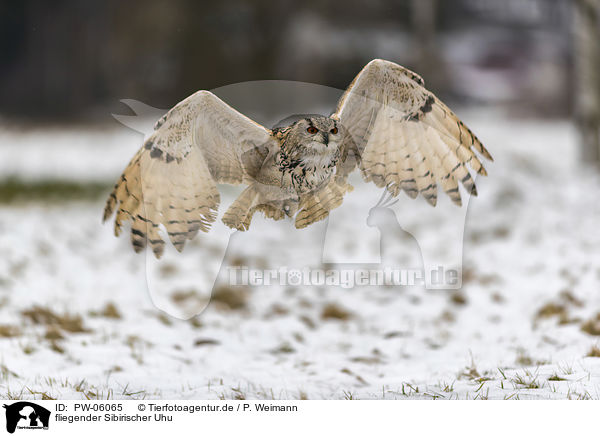 fliegender Sibirischer Uhu / PW-06065