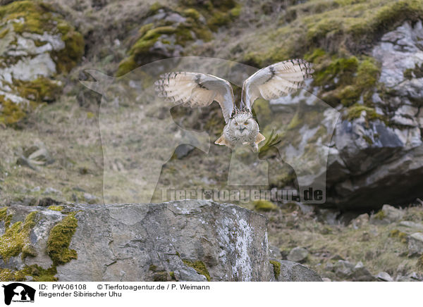 fliegender Sibirischer Uhu / PW-06108