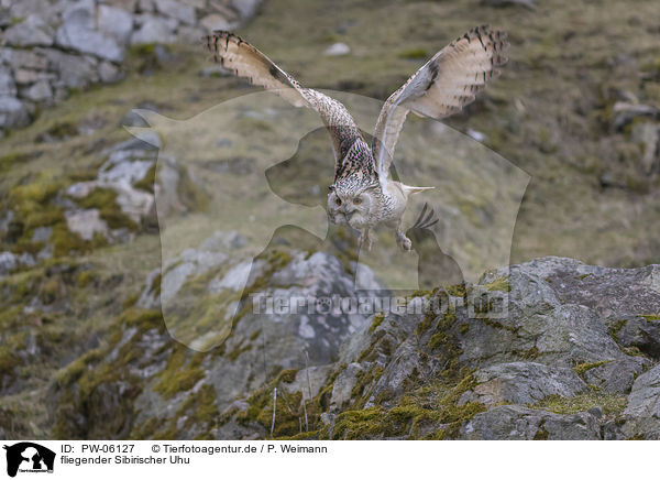 fliegender Sibirischer Uhu / PW-06127