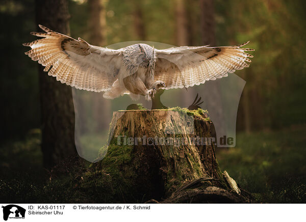 Sibirischer Uhu / siberian eagle owl / KAS-01117