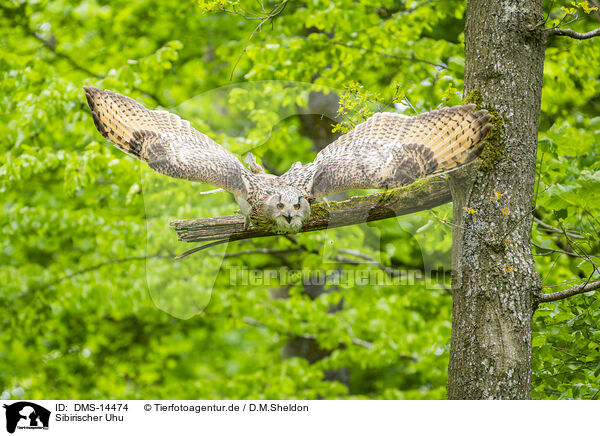 Sibirischer Uhu / Siberian Eagle Owl / DMS-14474