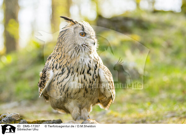 Sibirischer Uhu / Siberian Eagle owl / DMS-17267