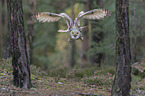 fliegender Sibirischer Uhu