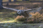 fliegender Sibirischer Uhu