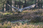 fliegender Sibirischer Uhu