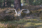 fliegender Sibirischer Uhu
