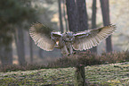 fliegender Sibirischer Uhu
