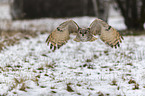 fliegender Sibirischer Uhu