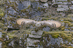 fliegender Sibirischer Uhu