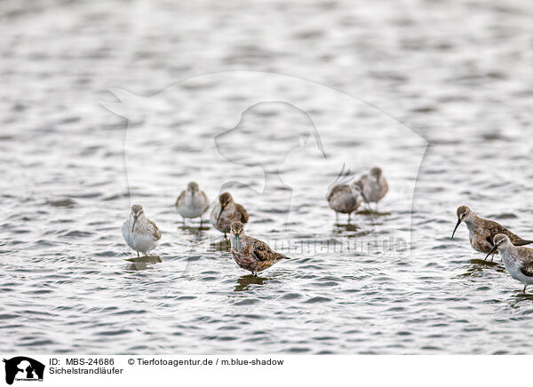 Sichelstrandlufer / curlew sandpipers / MBS-24686