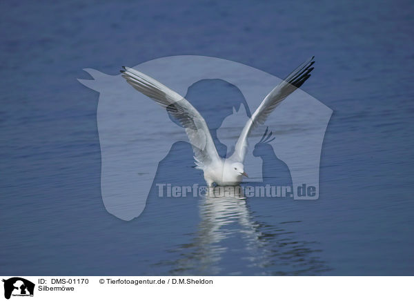 Silbermwe / American Herring Gull / DMS-01170