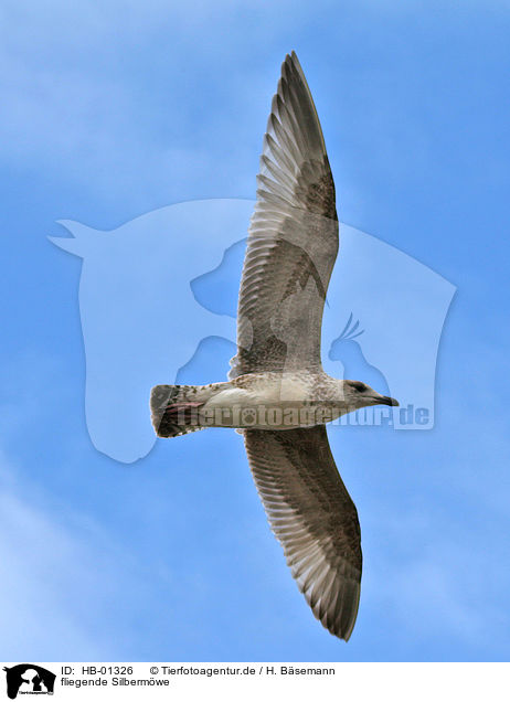 fliegende Silbermwe / flying common european herring gull / HB-01326