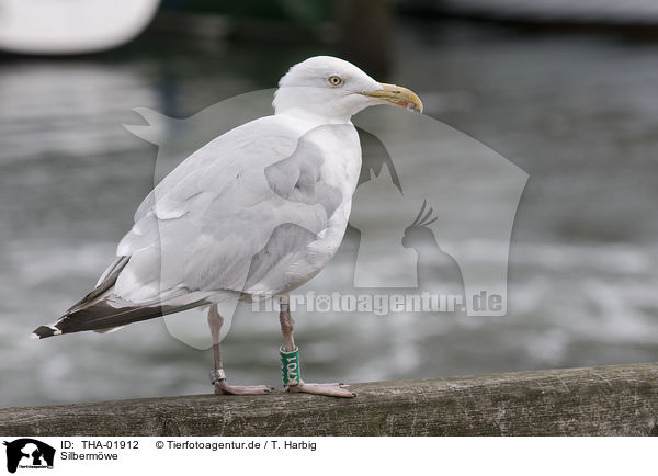 Silbermwe / European herring gull / THA-01912