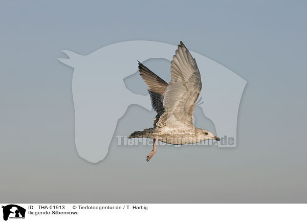 fliegende Silbermwe / flying European herring gull / THA-01913
