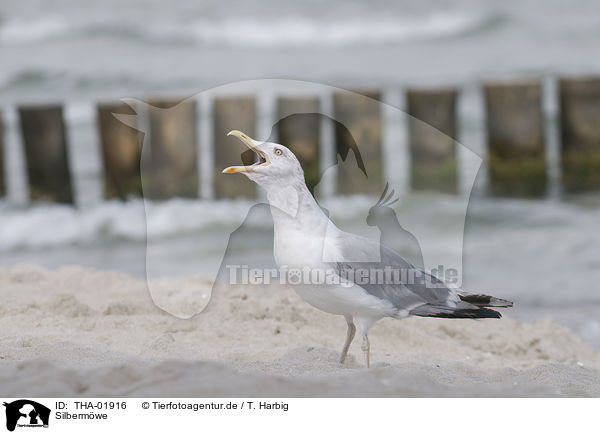 Silbermwe / European herring gull / THA-01916