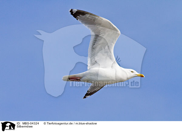 Silbermwe / European herring gull / MBS-04324