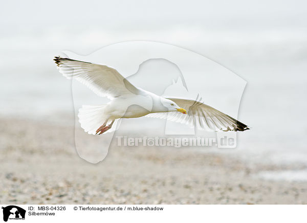 Silbermwe / European herring gull / MBS-04326