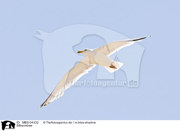 Silbermwe / European herring gull / MBS-04332