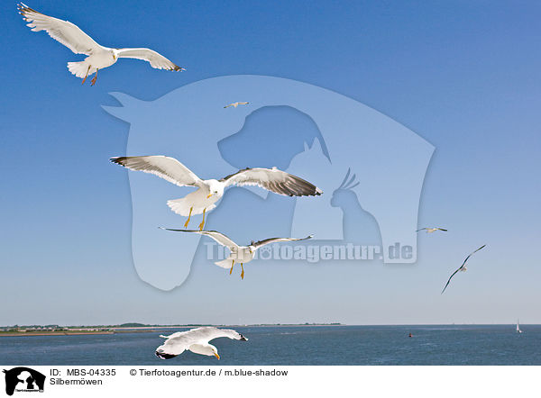 Silbermwen / European herring gulls / MBS-04335