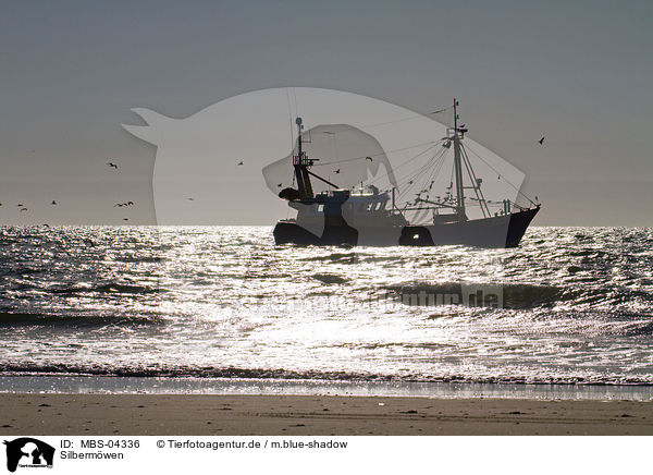 Silbermwen / European herring gulls / MBS-04336