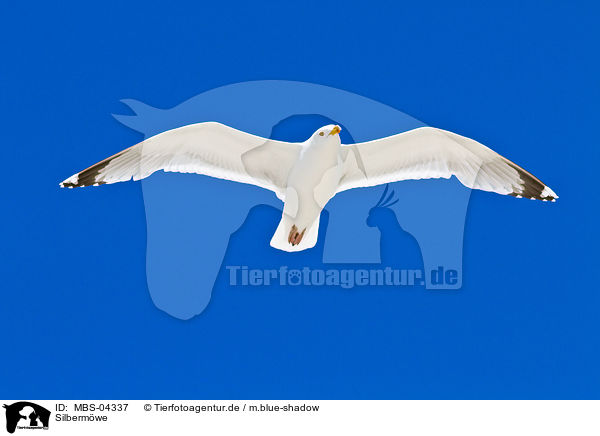 Silbermwe / European herring gull / MBS-04337