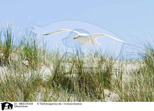 Silbermwe / European herring gull / MBS-04338