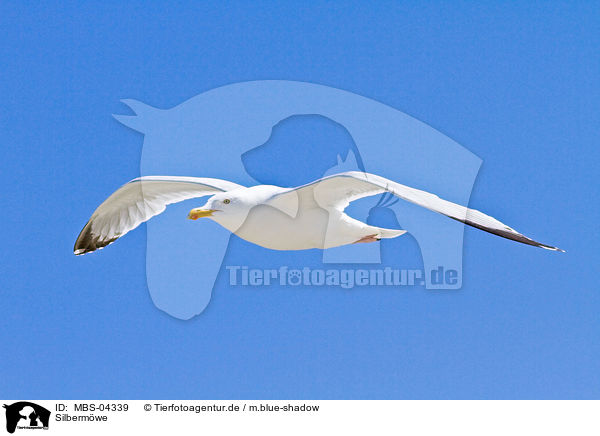 Silbermwe / European herring gull / MBS-04339